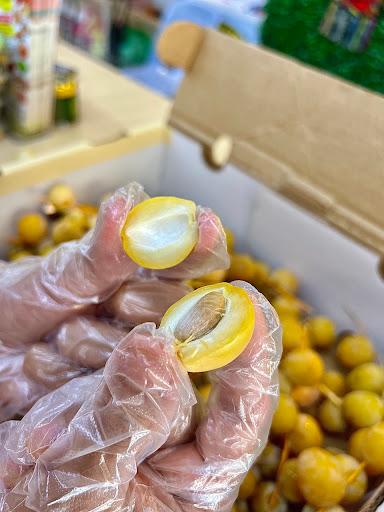 SAUDAGAR KURMA (NIBONG TEBAL) SAUDAGAR KURMA (NIBONG TEBAL)