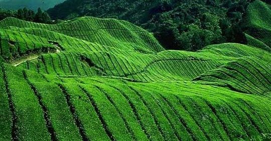 Ladang Teh Sabah 1 ladang teh sabah