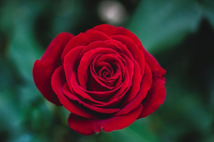 the red rose